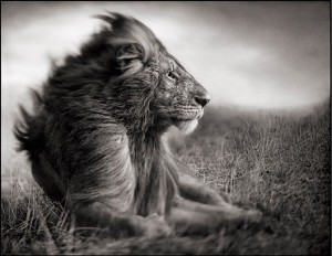 LION BEFORE STORM II © Nick Brandt, 2012, Courtesy of Hasted Kraeutler Gallery, New York 